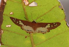 Calleagris jamesoni jamesoni