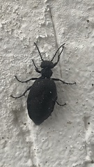 Meloe rugosus