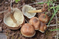 Gymnopus ocior