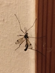 Dictenidia bimaculata