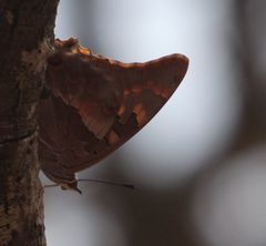 Charaxes guderiana guderiana
