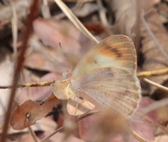 Colotis antevippe gavisa