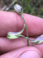 Delphinium patens