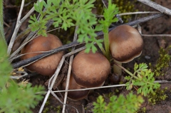Gymnopus ocior