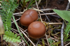 Gymnopus ocior