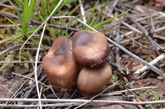 Gymnopus ocior