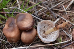 Gymnopus ocior