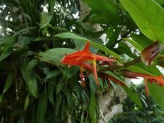 Columnea nicaraguensis