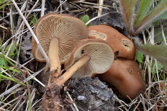 Gymnopus ocior