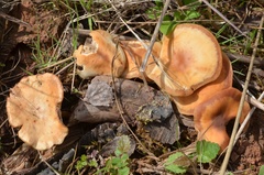 Gymnopus ocior