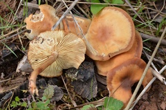 Gymnopus ocior