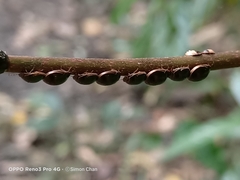 Brachyplatys subaeneus