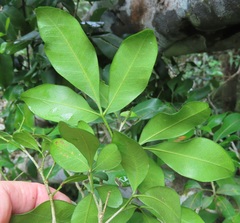 Vepris trichocarpa