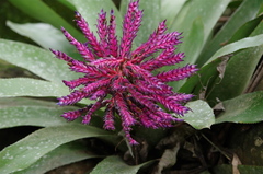 Aechmea dichlamydea