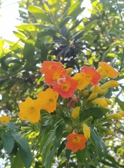 Streptosolen