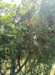 Streptosolen