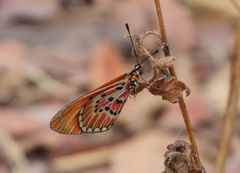 Acraea induna induna