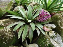 Aechmea dichlamydea