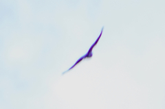 Accipiter nisus nisus