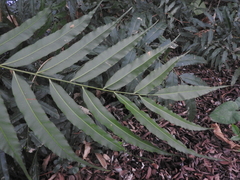 Stenochlaena palustris