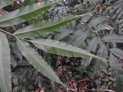 Stenochlaena palustris