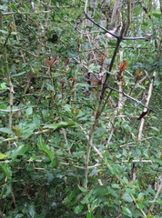 Hyperacanthus amoenus