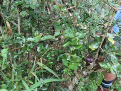 Hyperacanthus amoenus