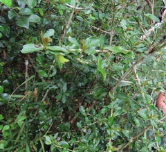 Hyperacanthus amoenus