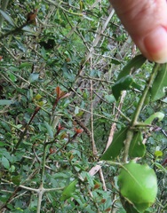 Hyperacanthus amoenus