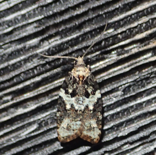 Eastern Black-headed Budworm Moth photo 5