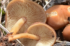 Gymnopus ocior