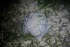 Macrodactyla doreensis