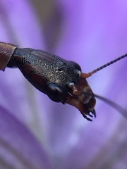 Raphidiidae