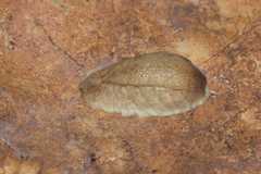 Testacella haliotidea