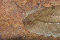 Testacella haliotidea