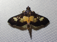 Salbia zena
