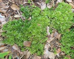 Rhodobryum umbraculum