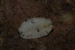 Testacella haliotidea