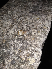 Praticolella griseola