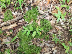 Rhodobryum umbraculum