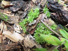 Rhodobryum umbraculum