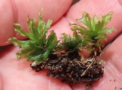 Rhodobryum umbraculum