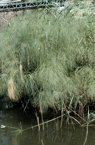 Papyrus sedge