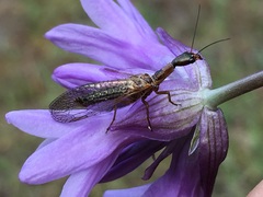 Raphidiidae