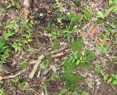 Rhodobryum umbraculum