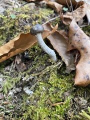 Tolypocladium rouxii