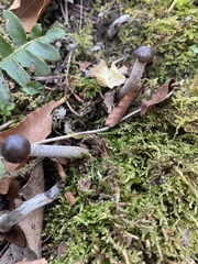 Tolypocladium rouxii