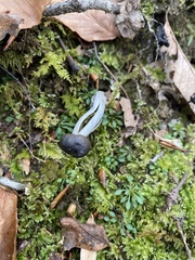 Tolypocladium rouxii