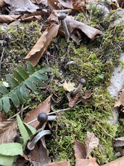 Tolypocladium rouxii