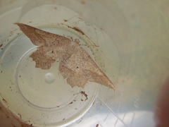 Euchlaena pectinaria